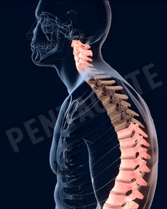 Posture Belt