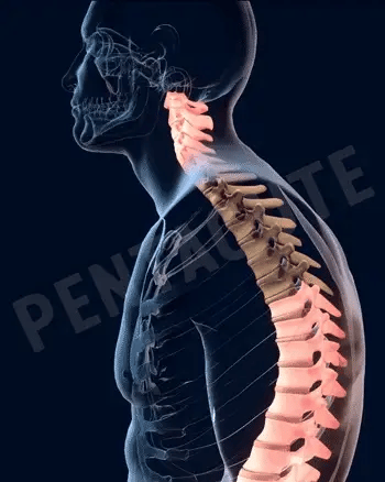Posture Belt
